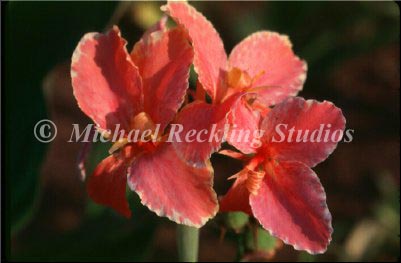cd-14-Rosa