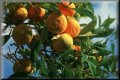 cd-14-Naranjas