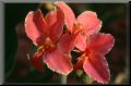 cd-14-Rosa