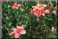 cd-14-Rosa2